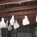 Hanging Hams 